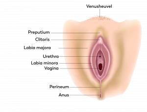 Vulva uitleg